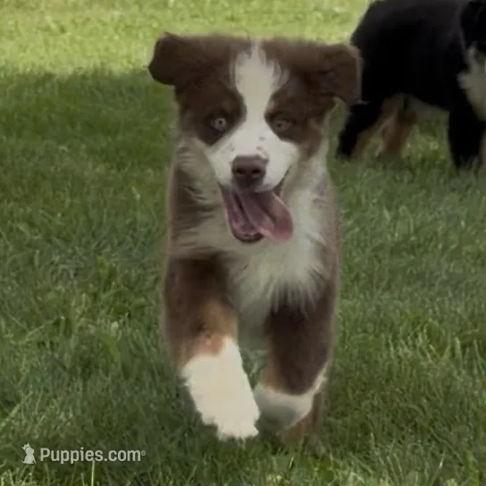 Forrest “Bambi” – Miniature American Shepherd puppy for sale in Paxton, IL