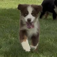 Forrest “Bambi”, a male Miniature American Shepherd for sale in Paxton, IL – 1 of 1