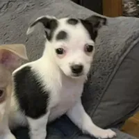 Anna “Wisty” short coat, a female Chihuahua for sale in Paxton, IL – Photo 8 of 10