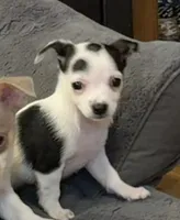 Anna “Wisty” short coat, a female Chihuahua for sale in Paxton, IL – Photo 8 of 10