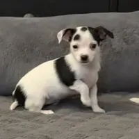 Anna “Wisty” short coat, a female Chihuahua for sale in Paxton, IL – Photo 5 of 10