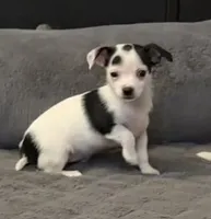 Anna “Wisty” short coat, a female Chihuahua for sale in Paxton, IL – Photo 5 of 10