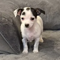 Anna “Wisty” short coat, a female Chihuahua for sale in Paxton, IL – Photo 9 of 10