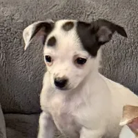 Anna “Wisty” short coat, a female Chihuahua for sale in Paxton, IL – Photo 2 of 10