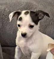 Anna “Wisty” short coat, a female Chihuahua for sale in Paxton, IL – Photo 2 of 10