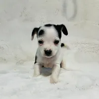 Anna “Wisty” short coat, a female Chihuahua for sale in Paxton, IL – Photo 4 of 10