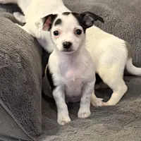 Anna “Wisty” short coat, a female Chihuahua for sale in Paxton, IL – Photo 7 of 10