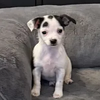 Anna “Wisty” short coat, a female Chihuahua for sale in Paxton, IL – Photo 1 of 10