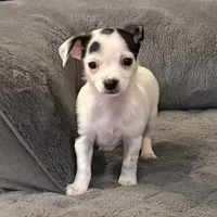 Anna “Wisty” short coat, a female Chihuahua for sale in Paxton, IL – Photo 6 of 10