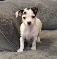 Anna “Wisty” short coat, a female Chihuahua for sale in Paxton, IL – Photo 6 of 10