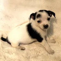 Anna “Wisty” short coat, a female Chihuahua for sale in Paxton, IL – Photo 3 of 10