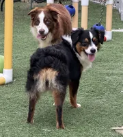 Happy “Hazel” pet only , a female Miniature American Shepherd for sale in Paxton, IL – 2 of 9