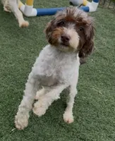 Chelsea “Barbie” , a female Cocker Spaniel and Poodle - Miniature  for sale in Paxton, IL – 10 of 10