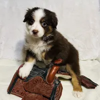 Fern (Lydia) red tri blue eyes, a female Miniature American Shepherd for sale in Paxton, IL – Photo 5 of 10