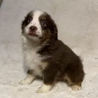 Fern (Lydia) red tri blue eyes, a female Miniature American Shepherd for sale in Paxton, IL – Photo 2 of 10