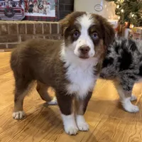 Fern (Lydia) red tri blue eyes, a female Miniature American Shepherd for sale in Paxton, IL – Photo 10 of 10