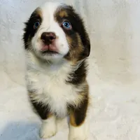 Fern (Lydia) red tri blue eyes, a female Miniature American Shepherd for sale in Paxton, IL – Photo 7 of 10