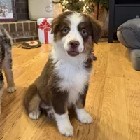 Fern (Lydia) red tri blue eyes, a female Miniature American Shepherd for sale in Paxton, IL – Photo 9 of 10
