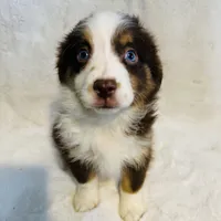 Fern (Lydia) red tri blue eyes, a female Miniature American Shepherd for sale in Paxton, IL – Photo 4 of 10