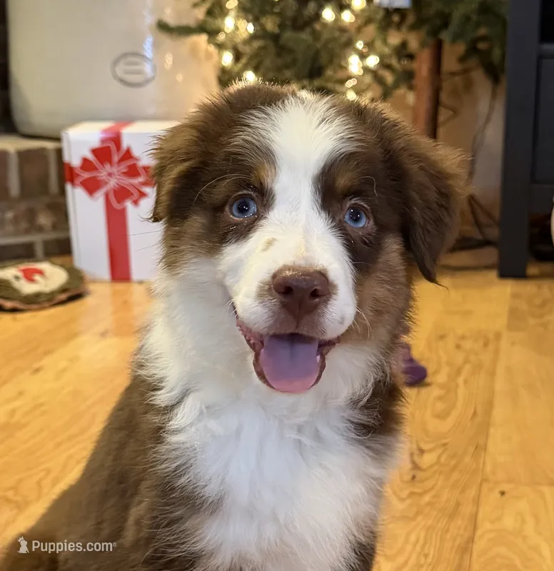 Fern (Lydia) red tri blue eyes