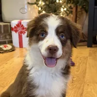 Fern (Lydia) red tri blue eyes, a female Miniature American Shepherd for sale in Paxton, IL – Photo 1 of 10