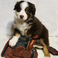 Fern (Lydia) red tri blue eyes, a female Miniature American Shepherd for sale in Paxton, IL – Photo 6 of 10