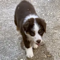 Fern (Lydia) red tri blue eyes, a female Miniature American Shepherd for sale in Paxton, IL – Photo 3 of 10
