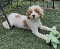 Barbie , a female Cocker Spaniel and Poodle - Miniature  for sale in Paxton, IL – 4 of 6
