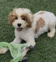 Barbie , a female Cocker Spaniel and Poodle - Miniature  for sale in Paxton, IL – 1 of 6