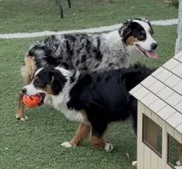 Brynn “Briana”, a female Miniature American Shepherd for sale in Paxton, IL – 4 of 6
