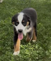 Bambi friendly, a female Miniature American Shepherd for sale in Paxton, IL – 7 of 8