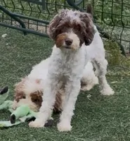 Chelsea “Barbie” , a female Cocker Spaniel and Poodle - Miniature  for sale in Paxton, IL – 6 of 10