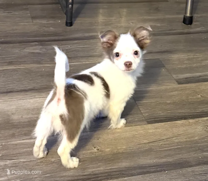 Kristoff “Wisty”