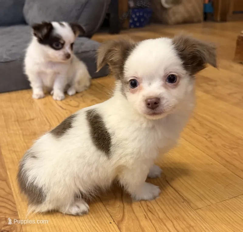 Kristoff “Wisty”