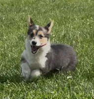 Jake “Josie” clear , a male Pembroke Welsh Corgi for sale in Paxton, IL – 2 of 10