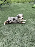Birdie , a female Miniature American Shepherd for sale in Paxton, IL – 6 of 7