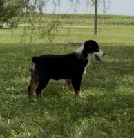 Bambi friendly, a female Miniature American Shepherd for sale in Paxton, IL – 4 of 8