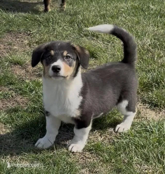 Tigg “Twinkie” – Border Collie, Pembroke Welsh Corgi puppy for sale in Paxton, IL