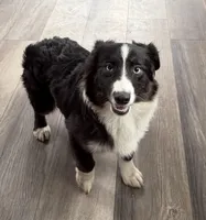 Pinkel Sausage Augie blue eyes, a female Pembroke Welsh Corgi and Miniature American Shepherd for sale in Paxton, IL – Photo 5 of 10