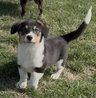 Tigg “Twinkie”, a male Border Collie and Pembroke Welsh Corgi for sale in Paxton, IL – Photo 4 of 5