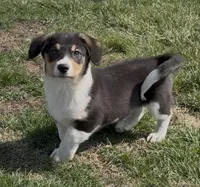 Tigg “Twinkie”, a male Border Collie and Pembroke Welsh Corgi for sale in Paxton, IL – Photo 5 of 5