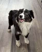 Pinkel Sausage Augie blue eyes, a female Pembroke Welsh Corgi and Miniature American Shepherd for sale in Paxton, IL – Photo 1 of 10