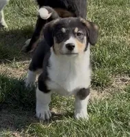 Tigg “Twinkie”, a male Border Collie and Pembroke Welsh Corgi for sale in Paxton, IL – Photo 2 of 5