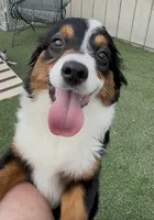Happy “Hazel”, a female Miniature American Shepherd for sale in Paxton, IL – 2 of 10