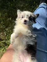 Halo “Auggie”, a female Pembroke Welsh Corgi and Miniature Australian Shepherd for sale in Paxton, IL – 4 of 5