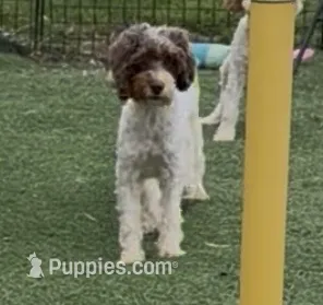 Chelsea “Barbie”  – Cocker Spaniel, Poodle - Miniature  puppy for sale in Paxton, IL