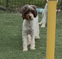 Chelsea “Barbie” , a female Cocker Spaniel and Poodle - Miniature  for sale in Paxton, IL – 1 of 10