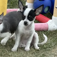 Allium black tri, a female Chihuahua for sale in Paxton, IL – Photo 8 of 8