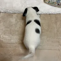 Allium black tri, a female Chihuahua for sale in Paxton, IL – Photo 4 of 8