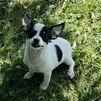 Allium black tri, a female Chihuahua for sale in Paxton, IL – Photo 2 of 8